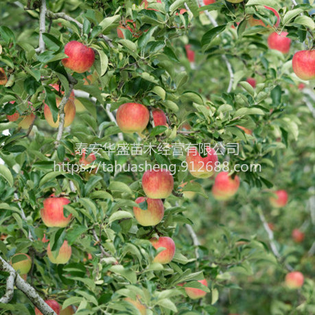 寒富苹果苗品种纯正，提供技术指导黑钻苹果苗品种纯正，提供技术指导图片